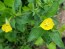 Common Evening Primrose Seeds (Certified Organic)