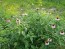 Purple Coneflower