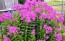 Garden Phlox Mix Seeds (Certified Organic)