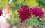 Cherry Red Scabiosa Seeds (Certified Organic) Knautia macedonica 