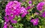 Garden Phlox Mix Seeds (Certified Organic)