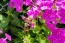 Garden Phlox Mix Seeds (Certified Organic)