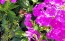 Garden Phlox Mix Seeds (Certified Organic)
