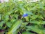 Blue Dayflower AKA Mouse Ears Seeds (Certified Organic)