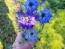 Love-in-a-Mist Mix Seeds (Certified Organic)