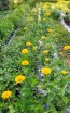 Zinnia 'Canary Bird' Seeds (Certified Organic)