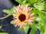 Calendula ‘Sherbet Fizz’