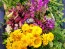 Zinnia 'Canary Bird' Seeds (Certified Organic)