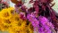 Zinnia 'Canary Bird' Seeds (Certified Organic)