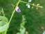 Showy Tick Trefoil Seeds (Certified Organic)