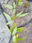 Showy Tick Trefoil Seeds (Certified Organic)