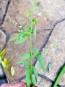 Showy Tick Trefoil Seeds (Certified Organic)