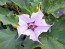 Datura AKA Devil’s Trumpet 'Le Fleur Lilac' Seeds (Certified Organic)