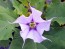 Datura AKA Devil’s Trumpet 'Le Fleur Lilac' Seeds (Certified Organic)