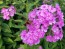 Garden Phlox Mix Seeds (Certified Organic)