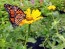 Zinnia 'Canary Bird' Seeds (Certified Organic)