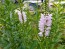 Obedient  Plant