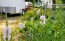 Obedient  Plant