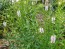 Obedient  Plant