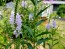 Obedient  Plant