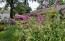 Purple Butterfly Bush AKA Summer Lilac 