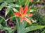 Orange Blackberry Lily