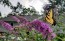 Purple Butterfly Bush AKA Summer Lilac 