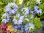 Love-in-a-Mist Mix Seeds (Certified Organic)