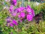 Garden Phlox Mix Seeds (Certified Organic)