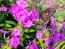 Garden Phlox Mix Seeds (Certified Organic)