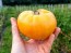 Tomato 'Marzipan Gold' Seeds (Certified Organic)