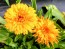 Calendula ‘Candyman Orange’ 