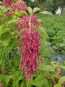 Amaranth 'Love Lies Bleeding'