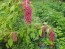 Amaranth 'Love Lies Bleeding'