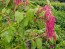 Amaranth 'Love Lies Bleeding'