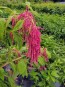 Amaranth 'Love Lies Bleeding'