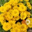 Zinnia 'Canary Bird' Seeds (Certified Organic)