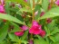 Balsam Impatiens Mix