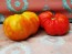 Tomato 'Giganta Zenta Semi' Seeds (Certified Organic)