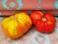 Tomato 'Giganta Zenta Semi' Seeds (Certified Organic)