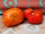 Tomato 'Giganta Zenta Semi' Seeds (Certified Organic)