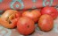Tomato 'Brandywine Sudduth's Strain' 