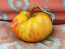 Tomato 'Flathead Monster Pink' Seeds (Certified Organic)