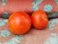 Tomato 'Sub-Arctic Plenty' 