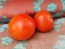 Tomato 'Sub-Arctic Plenty' 