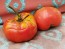 Tomato 'German Queen' Plant (4" Pot, single)