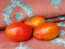 Tomato 'Chico III' Seeds (Certified Organic) 