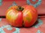 Tomato 'Monk'