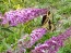 Purple Butterfly Bush AKA Summer Lilac 