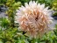 China Aster 'Salmon Janina' Seeds (Certified Organic)